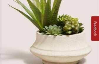 Agave In Cream Squat Pot