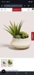 Agave In Cream Squat Pot