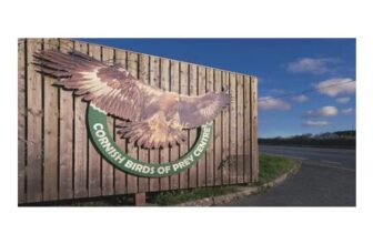 Cornish Birds of Prey Family Pass