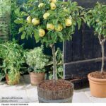 Dwarf Patio Apple Tree – Apple (Malus) Mini Yellow Golden 9cm Potted Plant x 1 – Sold & shipped by Thompson & Morgan
