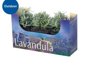 English Lavender – 3 pack