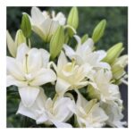 Lily Belvedere – Double Flowering Fragrant Lily Flowers – Pack of 3 Bulbs