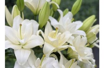 Lily Belvedere – Double Flowering Fragrant Lily Flowers – Pack of 3 Bulbs