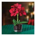 Red Coopers of Stortford Amaryllis Plant in Decorative Glass Pot