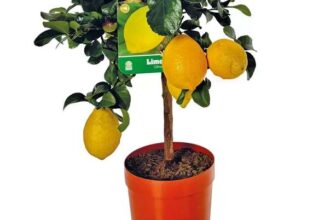 Roots & Bloom – Decorative Citrus Plant