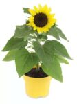 Roots & Blooms 2L Patio Sunflower in Pot