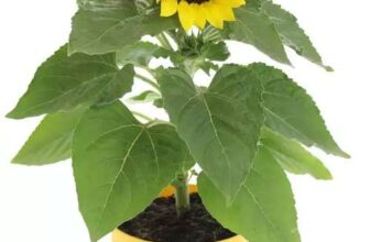 Roots & Blooms 2L Patio Sunflower in Pot