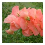 Sweet Pea Seeds Princess Elizabeth