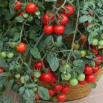 Tomato (cherry) Tumbling Tom Red 12 seeds (From £2.47 – £10.48)