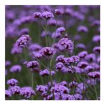 Verbena Bonariensis Vanity Seeds