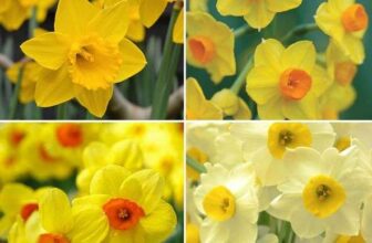 32 Daffodil Bulbs Free £5.95 p&p