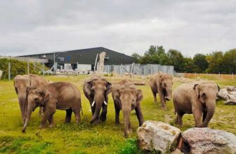 40% off Blackpool Zoo Tickets 18th July – 31st December with code