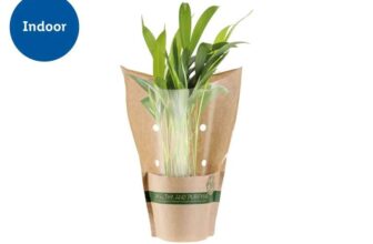 Air Purifying Plants