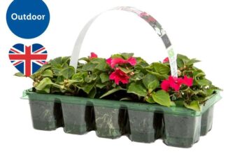 British Bedding Plants 10 pack