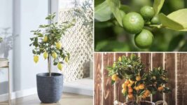 Citrus Trees Collection Lemon, Lime and Orange 3 Potted Plants (using code) – sold by Thompson & Morgan