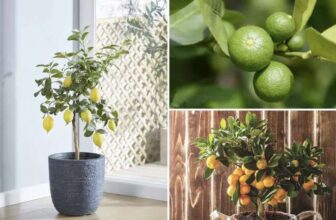 Citrus Trees Collection Lemon, Lime and Orange 3 Potted Plants (using code) – sold by Thompson & Morgan