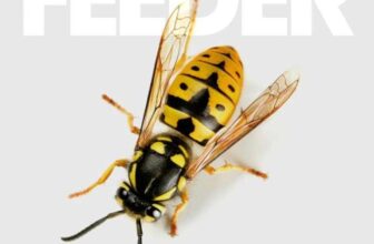 Feeder – All Bright Electric – CD (Cooking Vinyl) – Sold & Shipped by RAREWAVES