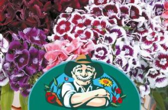 Fothergills Sweet William Electron Flower Seeds, 200 Seeds, Sow: Apr-Jul, Red/Pink (£1.42 Max S&S)