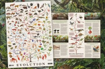 Free BBC Evolution Poster