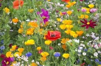 Free Wild Flower Seeds 1g Sachet to Save the Bees – just pay postage