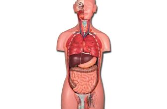 Gima Dual-Sex Human Torso Anatomical Model, 25 Parts w/ code sold by STOCS UK