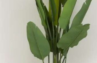 Green Banana Tree