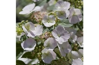 Hydrangea Runaway Bride – 14cm Pot