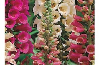Johnsons Foxglove Foxy Mixed Flower Seeds
