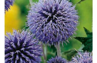 Johnsons Globe Thistle Echinops Flower Seeds