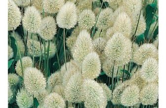 Johnsons Grass Lagurus Bunny Tails Seeds