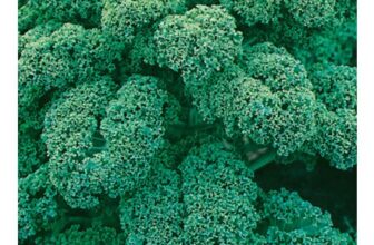 Johnsons Organic Westland Winter Kale Seeds 40 Pack