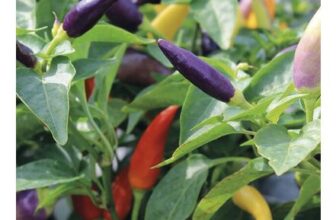 Johnsons Pepper Jazz Vegetable Seed Pack