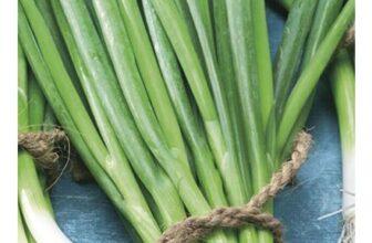 Johnsons Spring Onion Snow Queen Vegetable Seed Pack