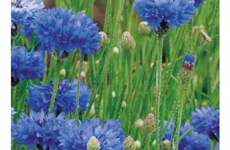 Johnsons Wildflowers Cornflower Blue Flower Seeds