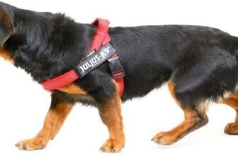 Julius-K9 Color & Gray Belt Harness for Dogs, Size Mini, Red-Gray