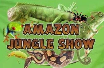 Meet the Amazon Jungle Creatures at Ormeau Road Library Family Fun Day Belfast Free Tickets