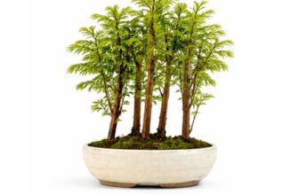 Metasequoia Forest Bonsai Tree