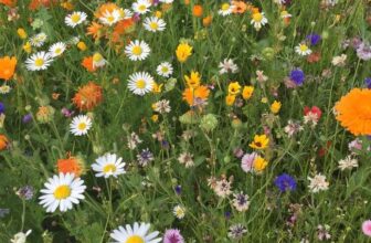 One free pack of bee saving seeds – just pay postage