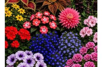 Summer Flowering Bedding Collection