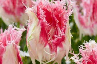 Tulip Drakensteyn 5 Bulbs Using Newsletter Sign up & Free Delivery Code