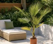 3-4ft Mexican Fan Palm Tree – Washingtonia Robusta (2 for 19.99)