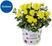 For autumn: Chrysanthemum Plant (Potted) in Various Colours – 13cm Pot