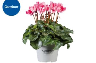 For autumn & winter – Cyclamen for £2.99 and Celosia (edible flowers) for £3.49