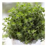 Herb – Origanum Vulgare