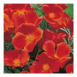 Johnsons California Poppy Red Chief Flower Seeds