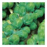 Johnsons Evesham Special Brussels Sprout Seed Pack
