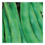 Johnsons Painted Lady Runner Bean Seeds