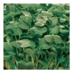 Johnsons White Mustard Seeds Packet