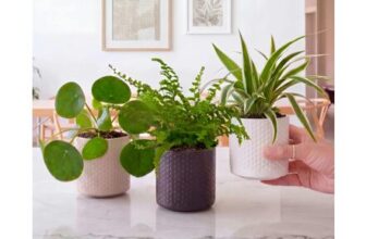 Mini Plant Starter Set