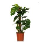 Monstera